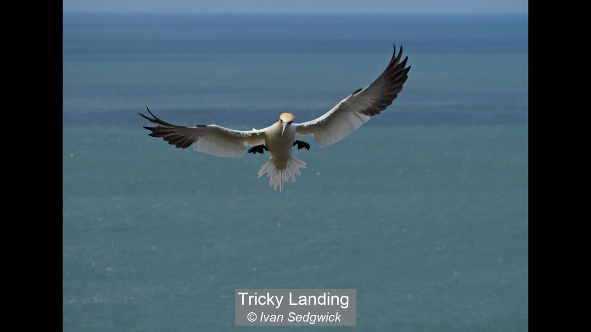 Tricky Landing